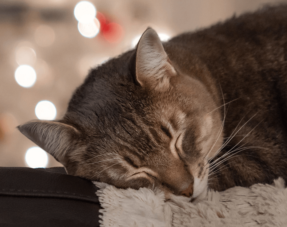 Login image of cat